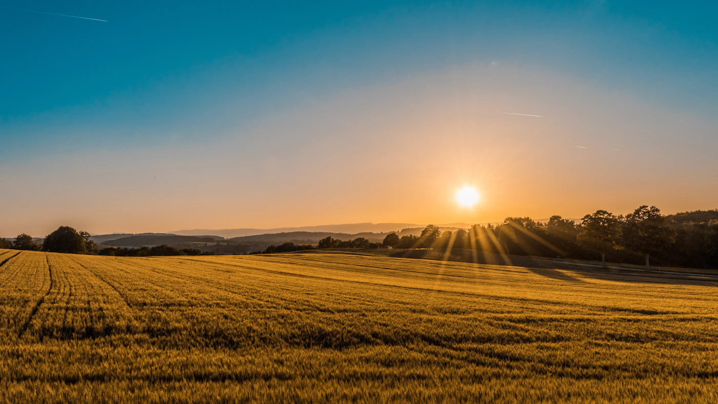 Campo agrícola dourado visto de perto ao pôr do sol
