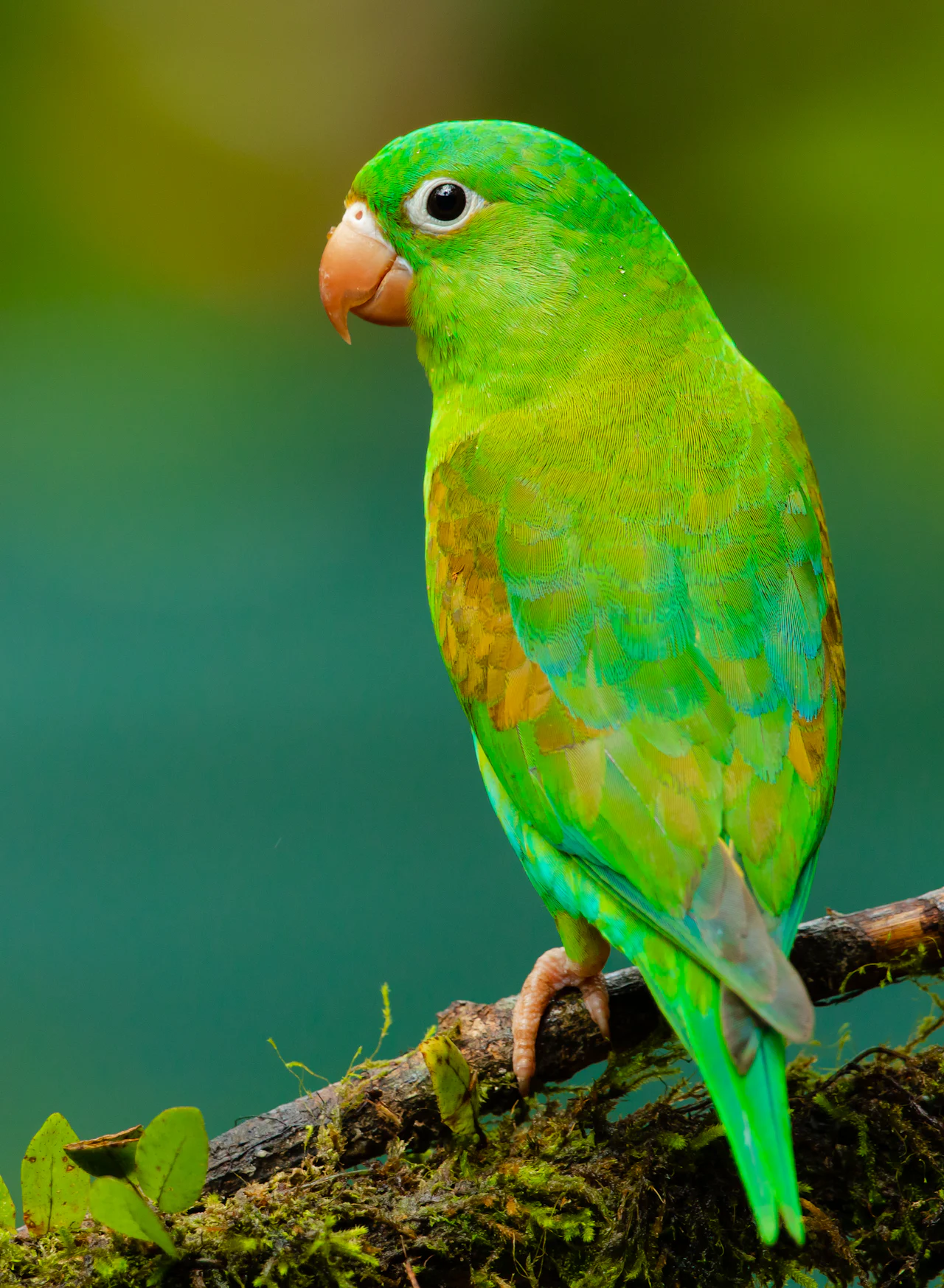 Arara colorida em meio à vegetação brasileira