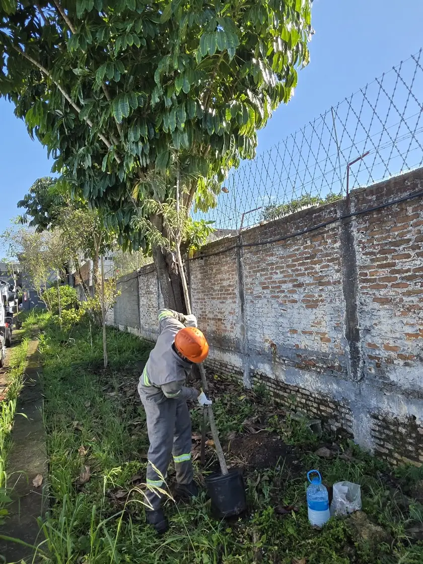Abertura da cova junto ao muro para receber a muda nativa