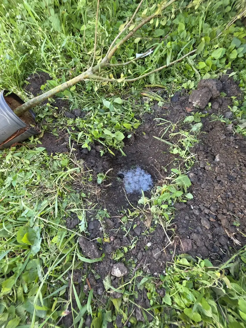 Limpeza e preparo da área para o plantio das mudas nativas