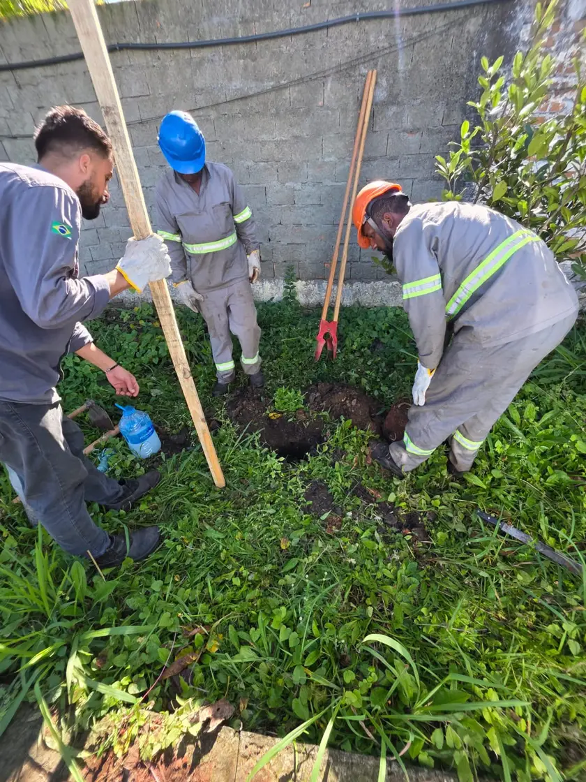 Dupla de profissionais plantando e firmando a muda no solo