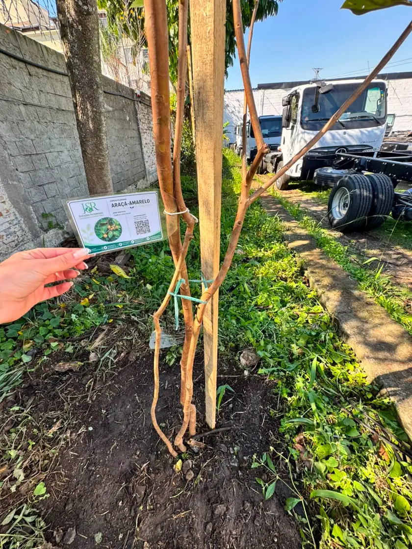 Detalhe da plaqueta com QR Code que permite acompanhar o crescimento da muda